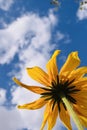 Upward view under a tall yellow flower against a bright blue sky with white scattered clouds Royalty Free Stock Photo
