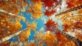 Upward view of vibrant autumn leaves against a clear sky. nature's color palette in fall. perfect for seasonal Royalty Free Stock Photo