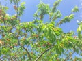 Upward vigorous peach tree with abundance of fruits hanging on branches under cloud blue sky Royalty Free Stock Photo