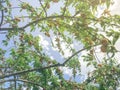 Upward vigorous peach tree with abundance of fruits hanging on branches under cloud blue sky Royalty Free Stock Photo