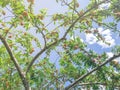 Upward vigorous peach tree with abundance of fruits hanging on branches under cloud blue sky Royalty Free Stock Photo