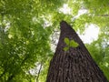 Upwards along oak tree with small twig with young green leafs and rough bark. Stalwart, steadfast, sacred tree of early Slavs,