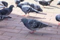 Uraban wildlife. The rock dove or common pigeon is a member of the bird family Columbidae. Rock Pigeons crowd streets Royalty Free Stock Photo