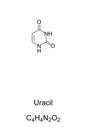 Uracil, U, nucleobase in RNA, chemical formula and skeletal structure