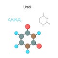 Uracil. Chemical structural formula and model of molecule. C4H4N2O2 Royalty Free Stock Photo