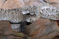 Uracoan rattlesnake close up