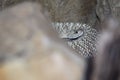 Uracoan rattlesnake Royalty Free Stock Photo