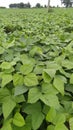 Urad crop is planted in India`s field Royalty Free Stock Photo