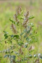 Ural licorice on a summer day in the Kulunda steppe Royalty Free Stock Photo