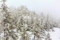 Ural mountain landscape. white wood covered with frost frosty landscape