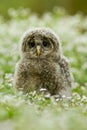 Ural Owl