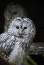 Ural owl