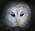 The Ural Owl.