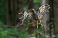Ural Owl fly in summer forest Royalty Free Stock Photo