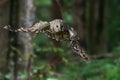 Ural Owl fly in summer forest Royalty Free Stock Photo