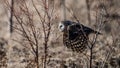 Ural owl flying between the bushes