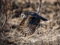 Ural owl flying close to the ground after catching a prey