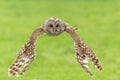Ural owl flying
