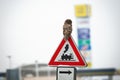 Ural owl perched on the top of the traffic sign in a city
