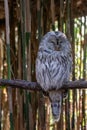 Ural owl resting on a branch