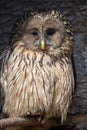 Ural Owl sit in a tree and looking on the the camera