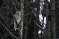 Ural owl sitting Royalty Free Stock Photo