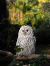 Ural owl sitting on tree branch