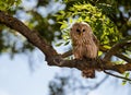 Ural owl sitting in a tree Royalty Free Stock Photo