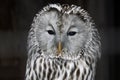 Ural owl Strix uralensis close up portrait Royalty Free Stock Photo