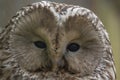 Ural owl strix uralensis Royalty Free Stock Photo