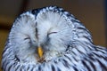 Ural owl Strix uralensis eyes shut head shot. Gorgeous color stripy white, grey black