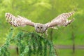 Ural owl flying