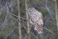 Ural Owl (Strix uralensis) in forest, Brasov, Romania
