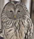 Ural Owl Strix uralensis