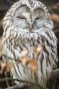 Ural Owl, Strix uralensis, a nightbird. Royalty Free Stock Photo