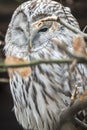Ural Owl, Strix uralensis, a nightbird. Royalty Free Stock Photo