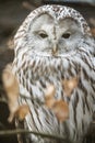 Ural Owl, Strix uralensis, a nightbird. Royalty Free Stock Photo