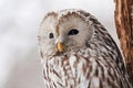 Ural owl strix uralensis portrait