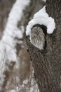 Ural owl, Strix uralensis