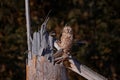 Ural Owl, Strix uralensis, sitting on tree branch, in green leaves oak forest, Wildlife scene from nature. Habitat with wild bird Royalty Free Stock Photo