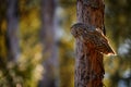 Ural Owl, Strix uralensis, sitting on tree branch, in green leaves oak forest, Wildlife scene from nature. Habitat with wild bird Royalty Free Stock Photo