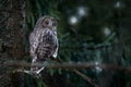 Ural Owl, Strix uralensis, sitting on tree branch, in green spruce forest, Wildlife scene from nature. Habitat with wild bird. Owl Royalty Free Stock Photo