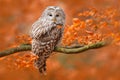 Ural Owl, Strix uralensis, sitting on tree branch, at orange leaves oak forest, Sweden Royalty Free Stock Photo