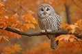 Ural Owl, Strix uralensis, sitting on tree branch, at orange leaves oak forest, Sweden Royalty Free Stock Photo