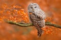 Ural Owl, Strix uralensis, sitting on tree branch, at orange leaves oak forest, Sweden