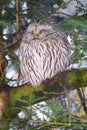 Ural owl Strix uralensis