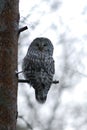 Ural Owl On The Tree