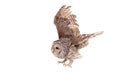 Ural Owl on the white background