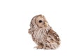 Ural Owl on the white background Royalty Free Stock Photo