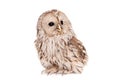 Ural Owl on the white background